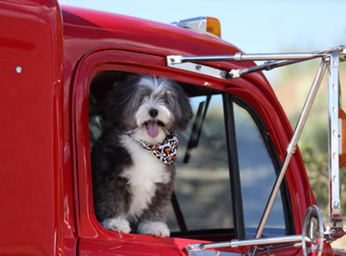 trucking companies with pet policy